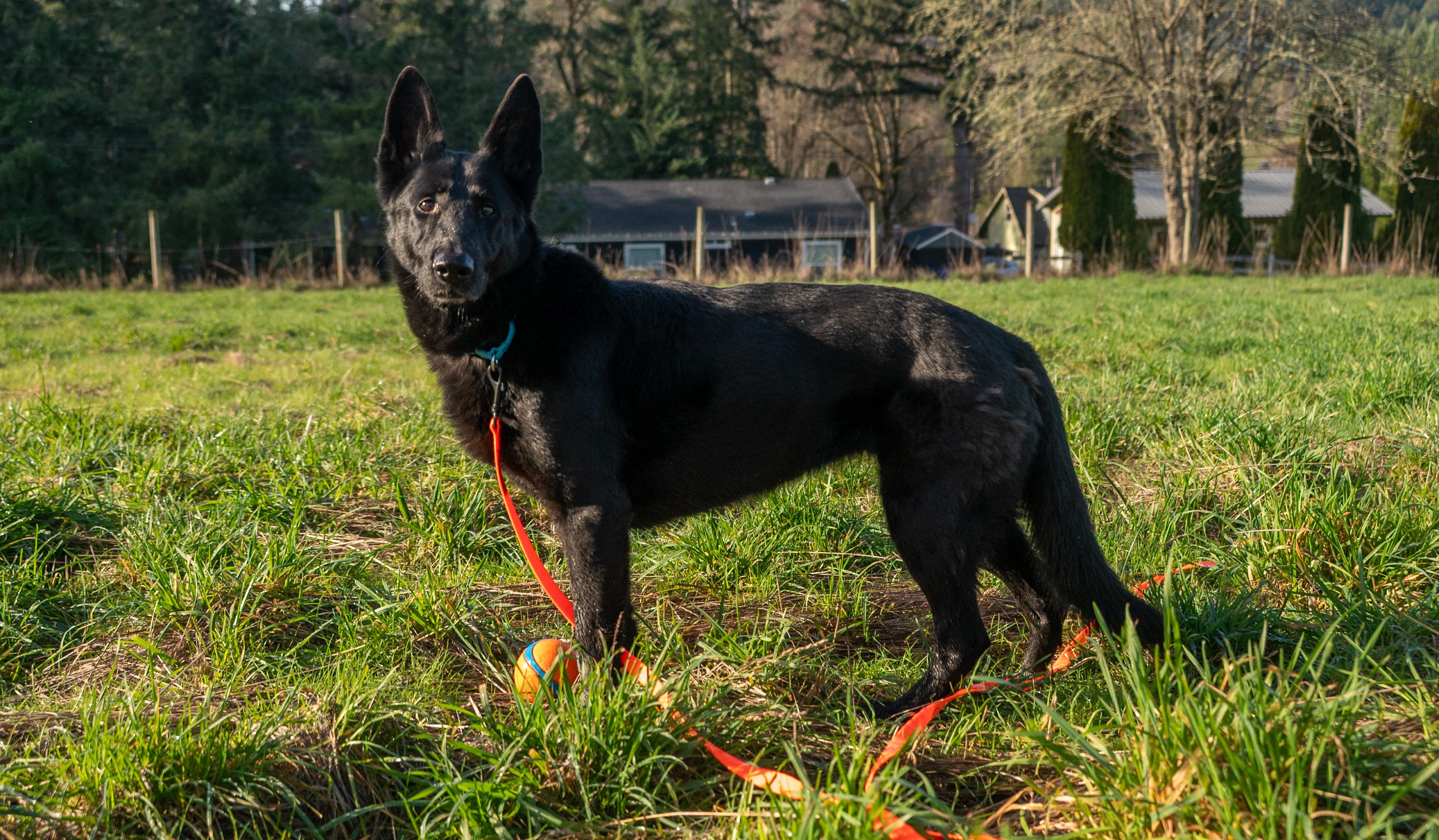 Enlarge JJ, a Adopted German Shepherd Dog in Vancouver, WA image 3/4