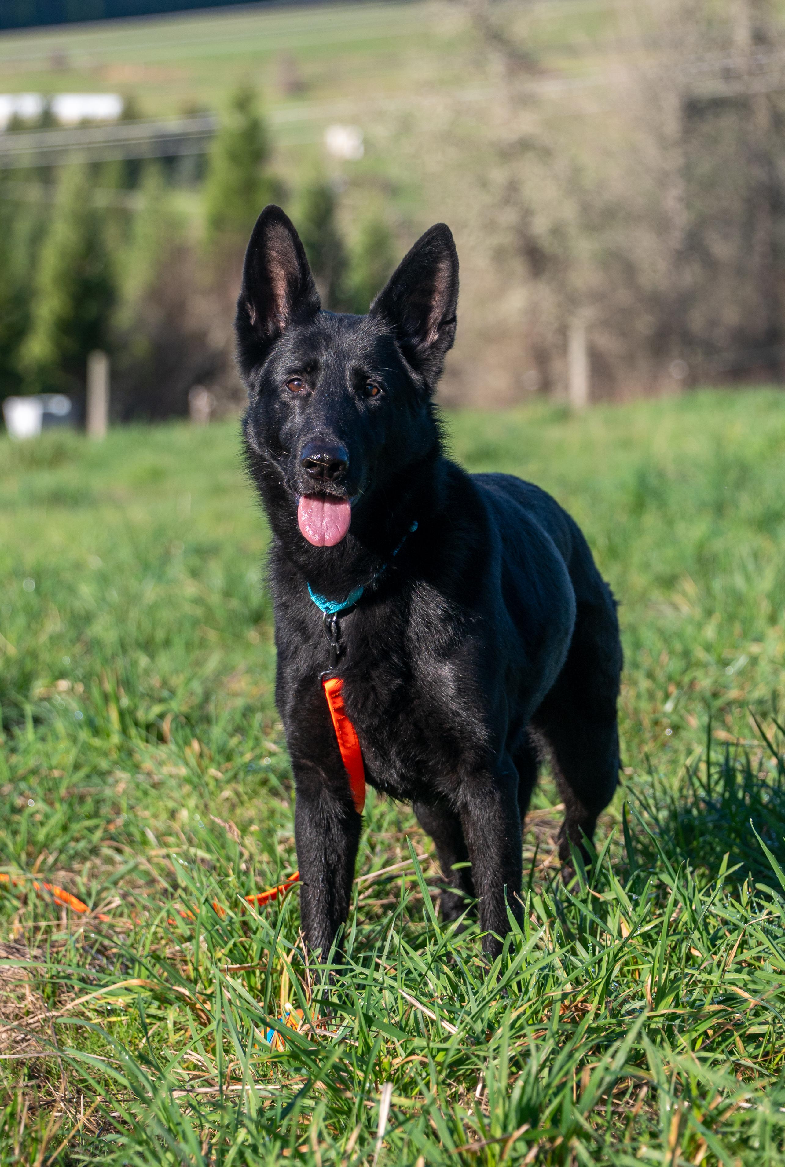 Enlarge JJ, a Adopted German Shepherd Dog in Vancouver, WA image 4/4