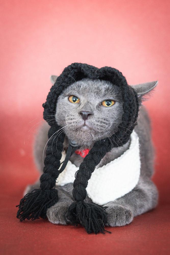 Enlarge Sherpa, a Adoptable mixed breed in Mundelein, IL image 2/6