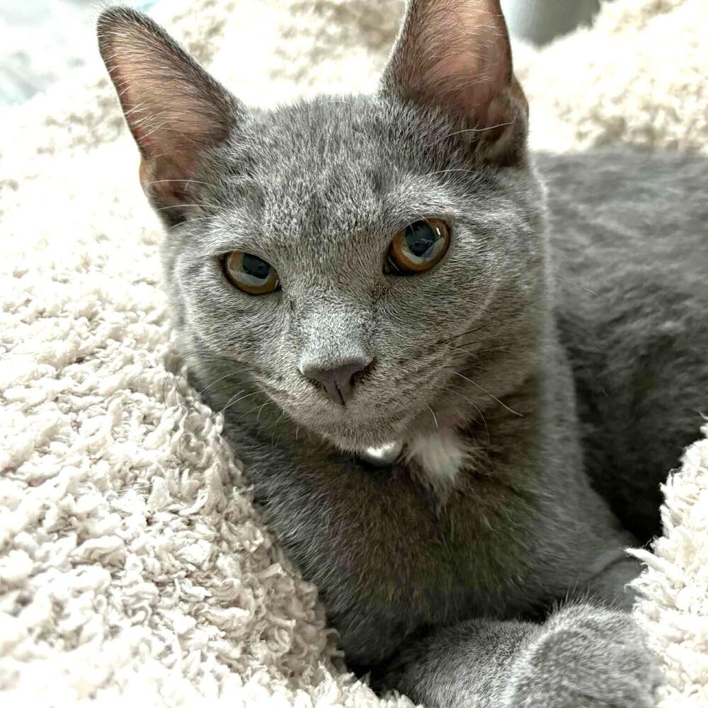 Enlarge Sherpa, a Adoptable mixed breed in Mundelein, IL image 4/6