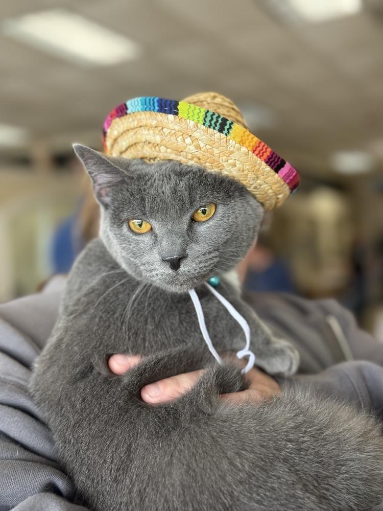 Enlarge Sherpa, a Adoptable mixed breed in Mundelein, IL image 5/6