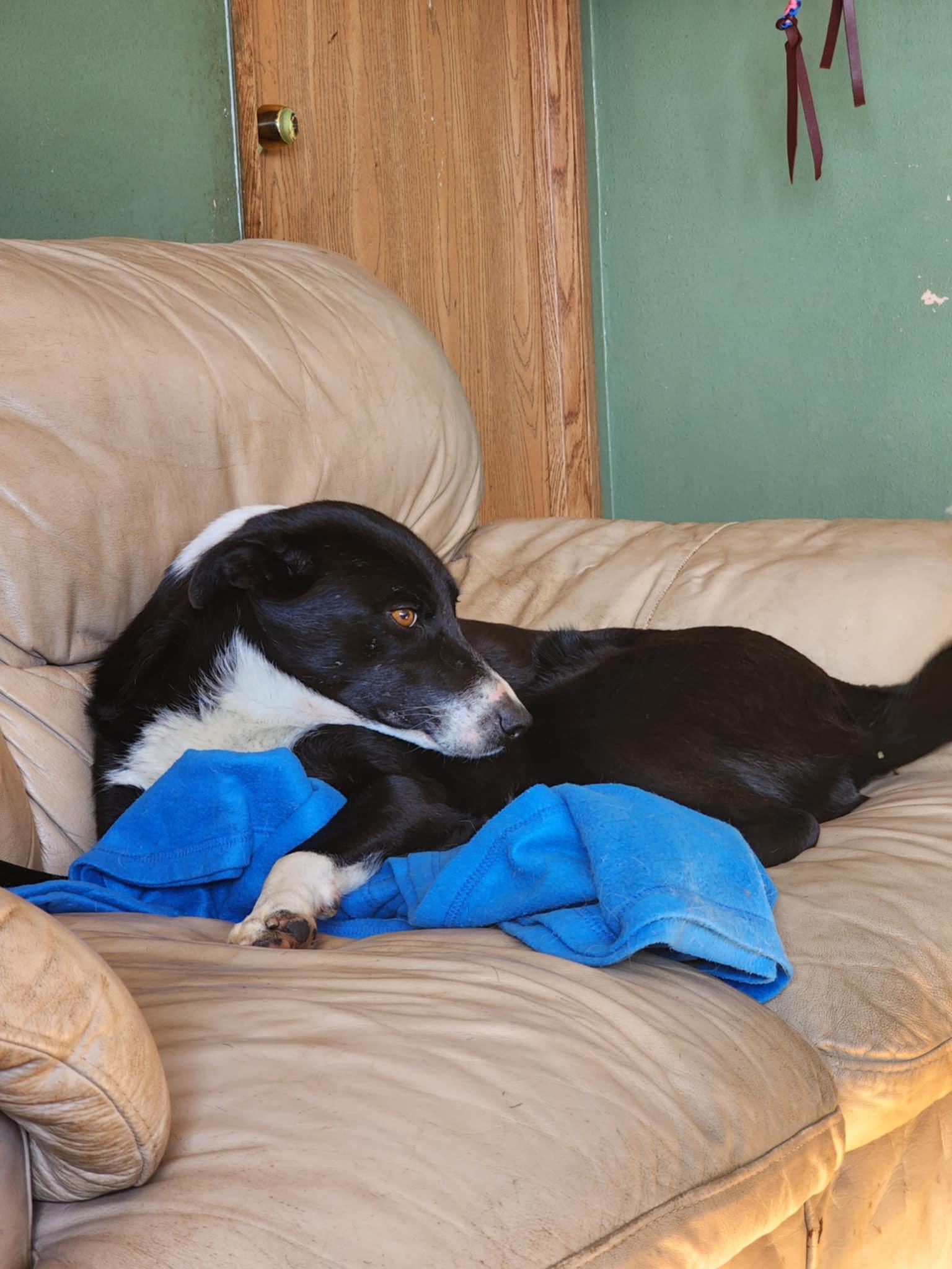 Cruiser, a Adoptable mixed breed image 2/3