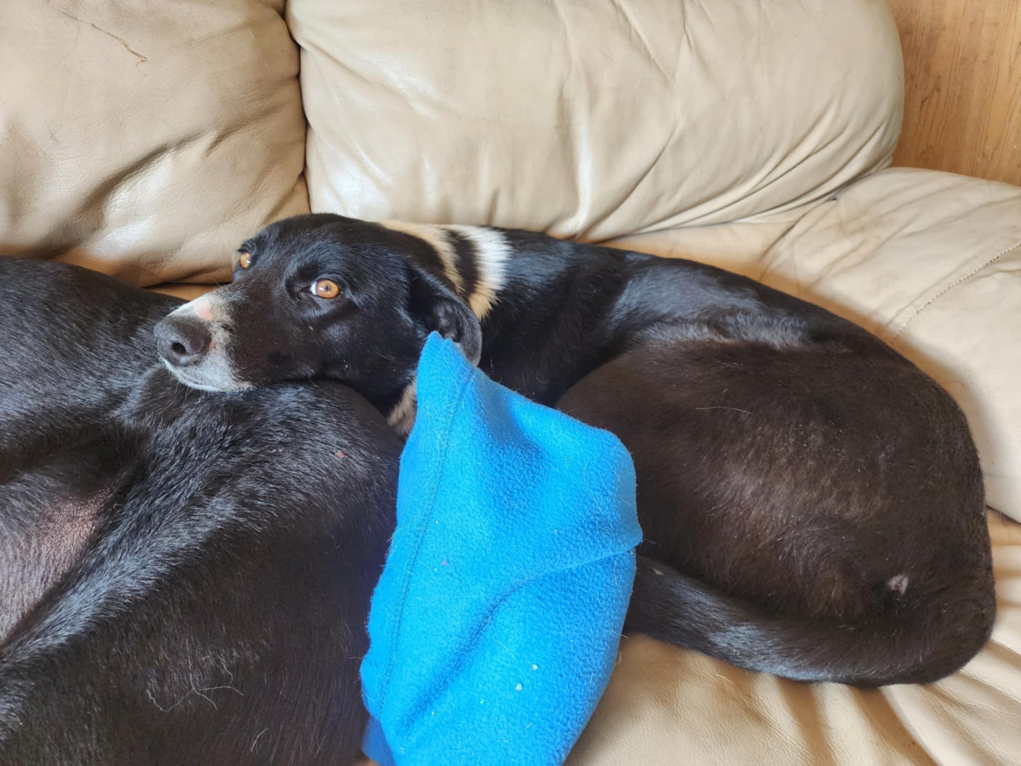 Cruiser, a Adoptable mixed breed image 3/3