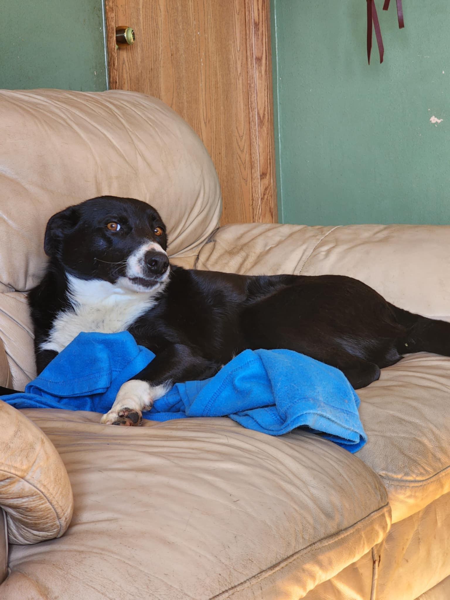 Cruiser, a Adoptable mixed breed image 1/3