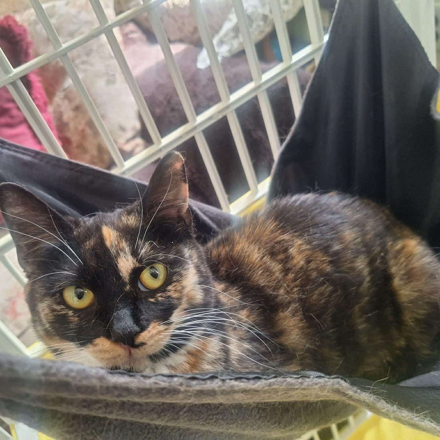 Enlarge Seraphina, an adopted Domestic Short Hair in Bellmawr, NJ image 4/4