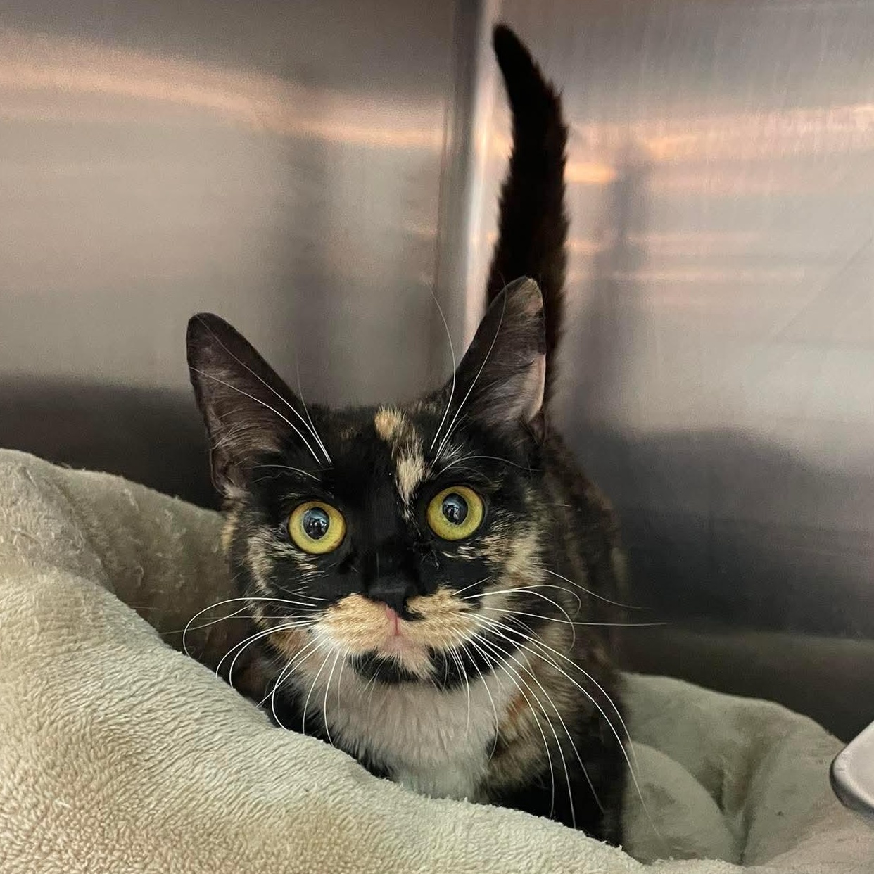 Enlarge Seraphina, an adopted Domestic Short Hair in Bellmawr, NJ image 2/4