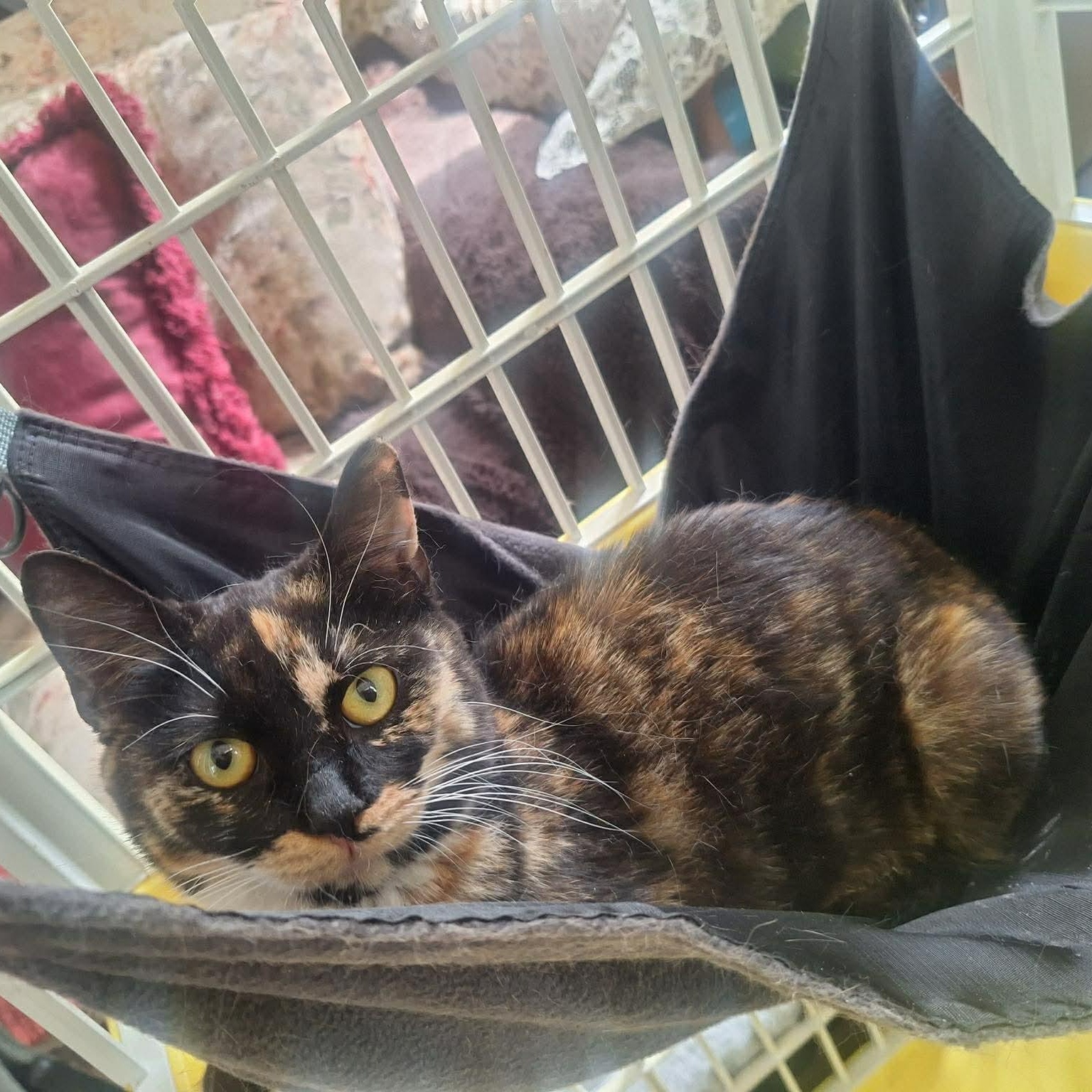 Enlarge Seraphina, an adopted Domestic Short Hair in Bellmawr, NJ image 3/4