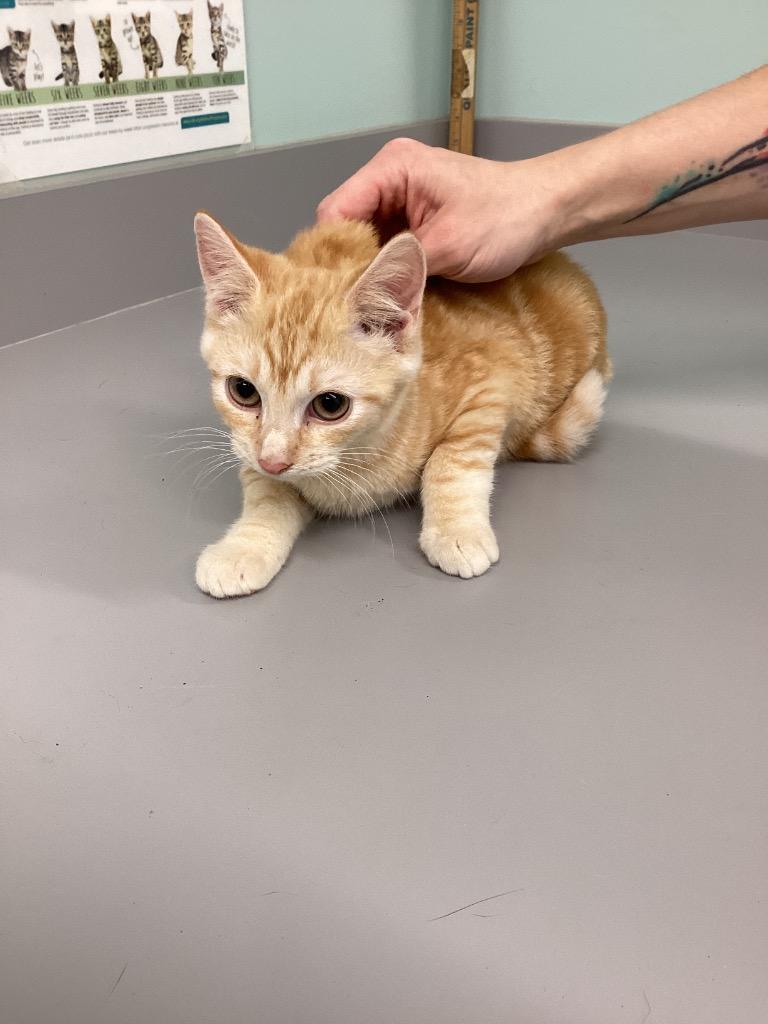 Hunter, Adoptable, Young Male Domestic Short Hair.