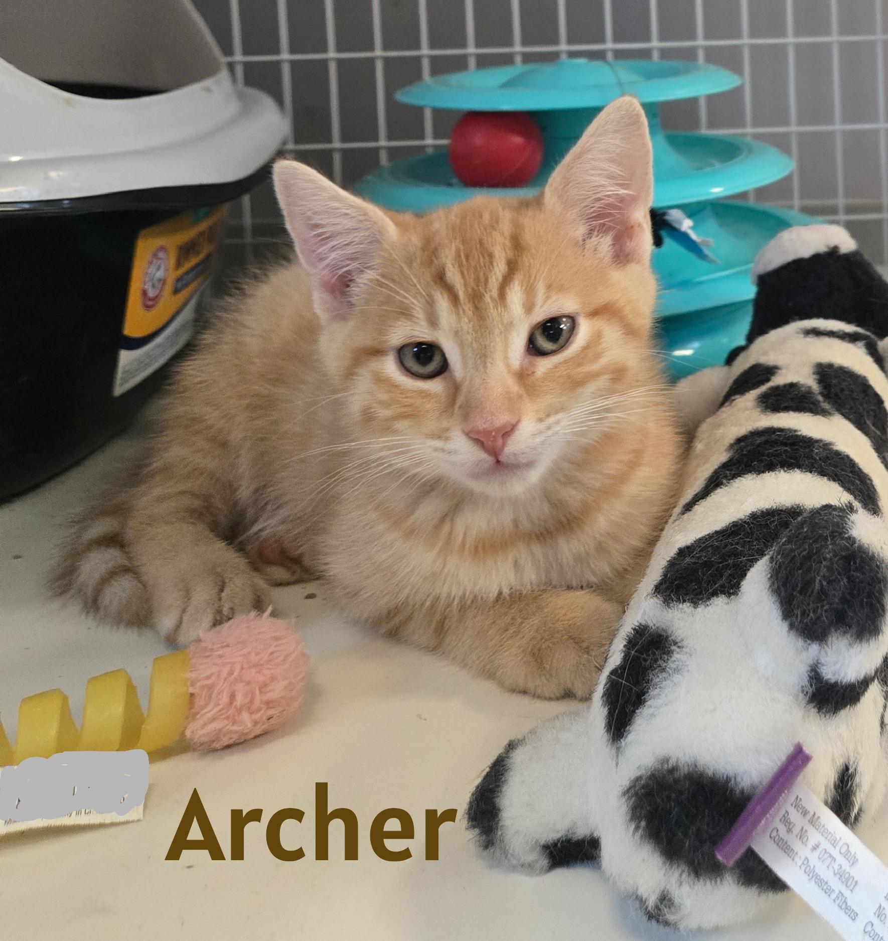 Kittens, an adopted Domestic Short Hair in Milford, CT image 5/5