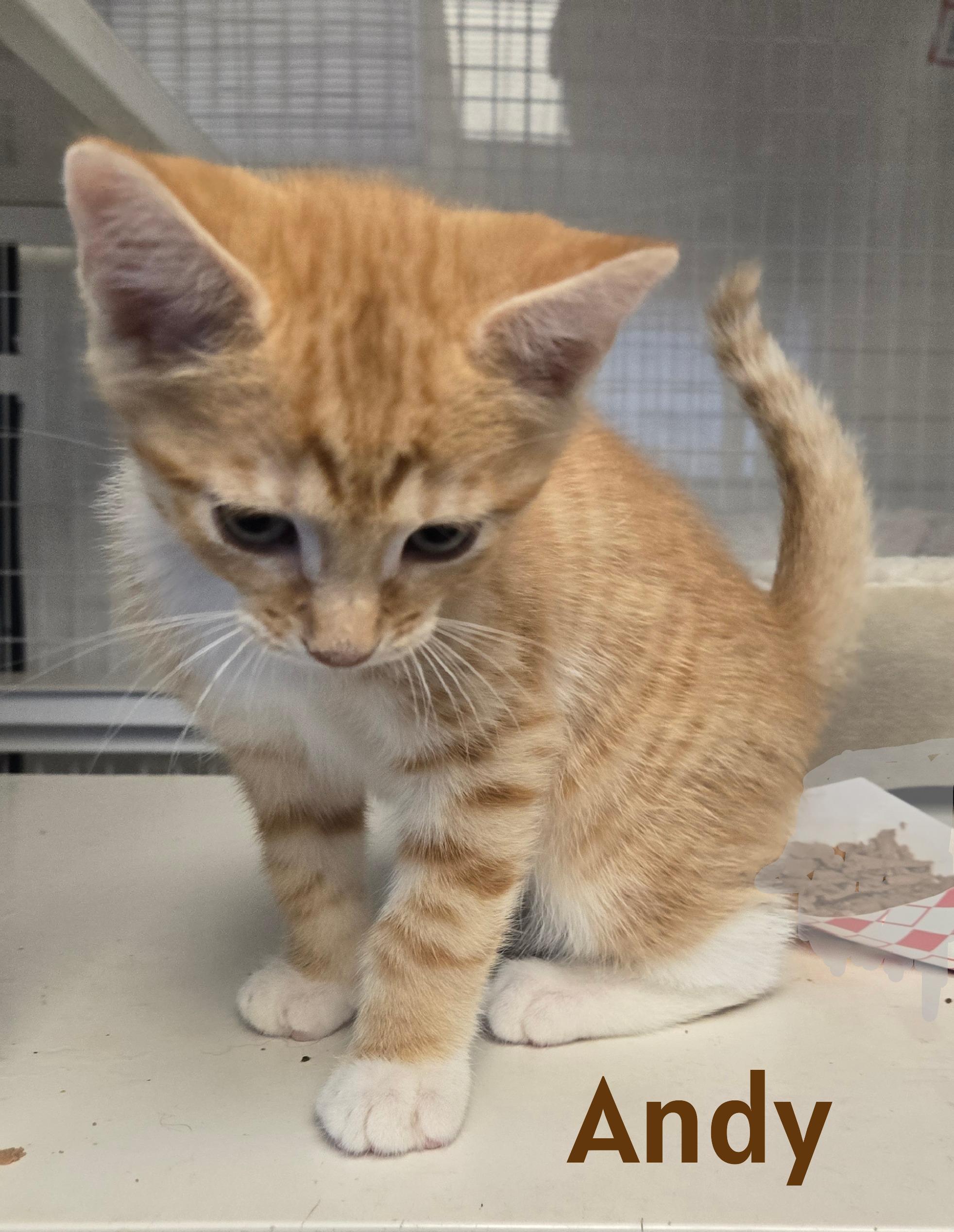 Kittens, an adopted Domestic Short Hair in Milford, CT image 4/5