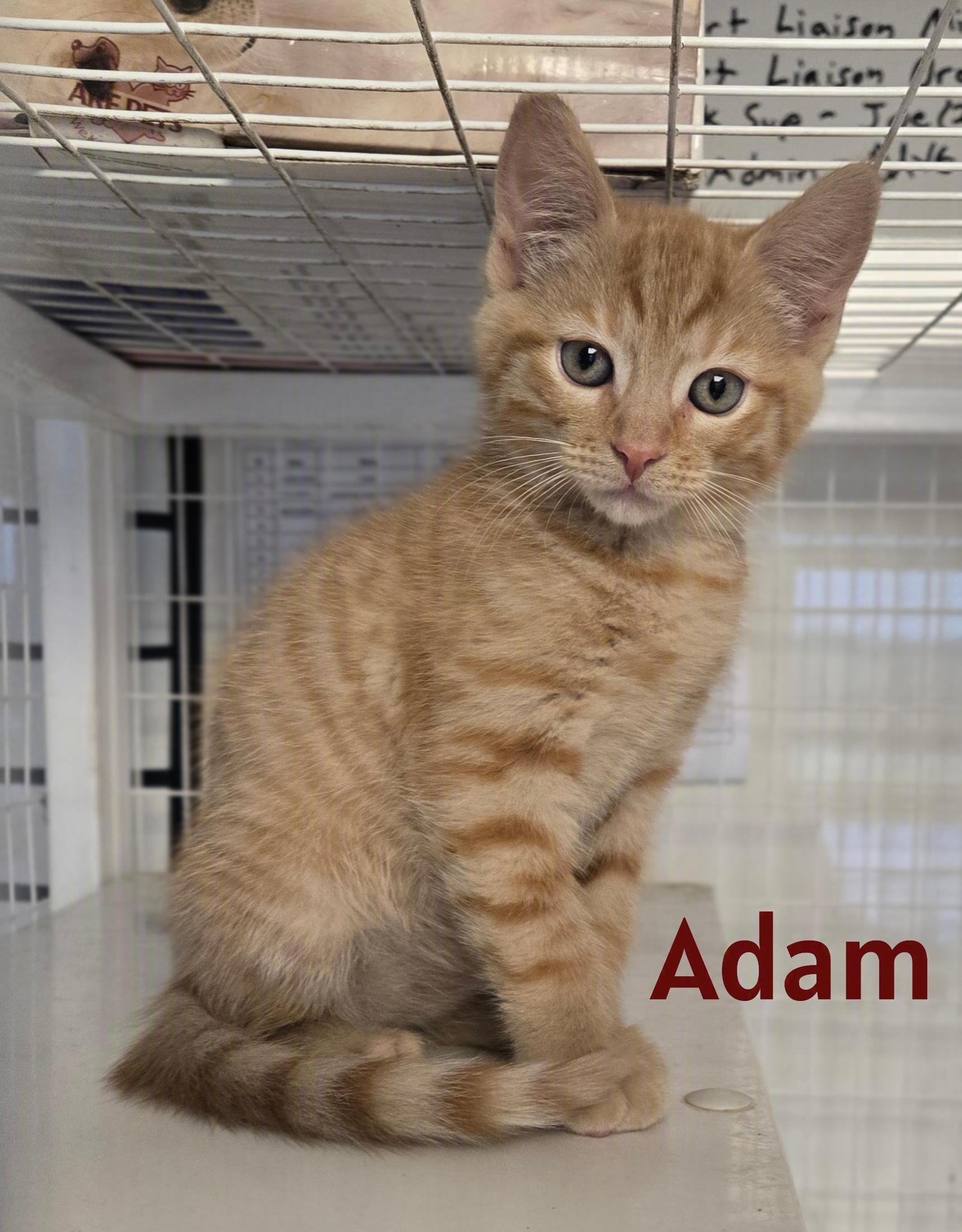 Kittens, an adopted Domestic Short Hair in Milford, CT image 3/5
