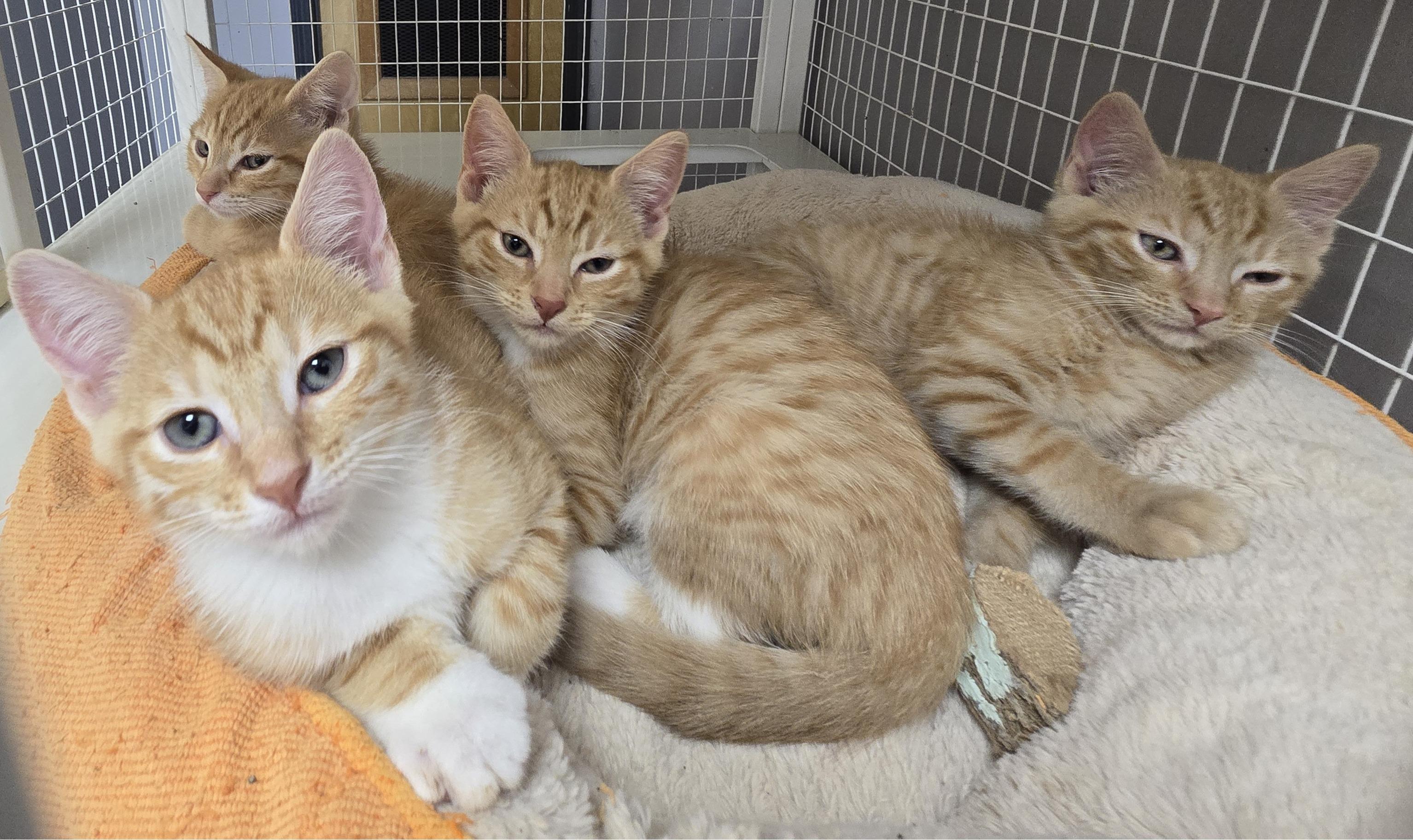 Kittens, adopted, Young Male Domestic Short Hair.