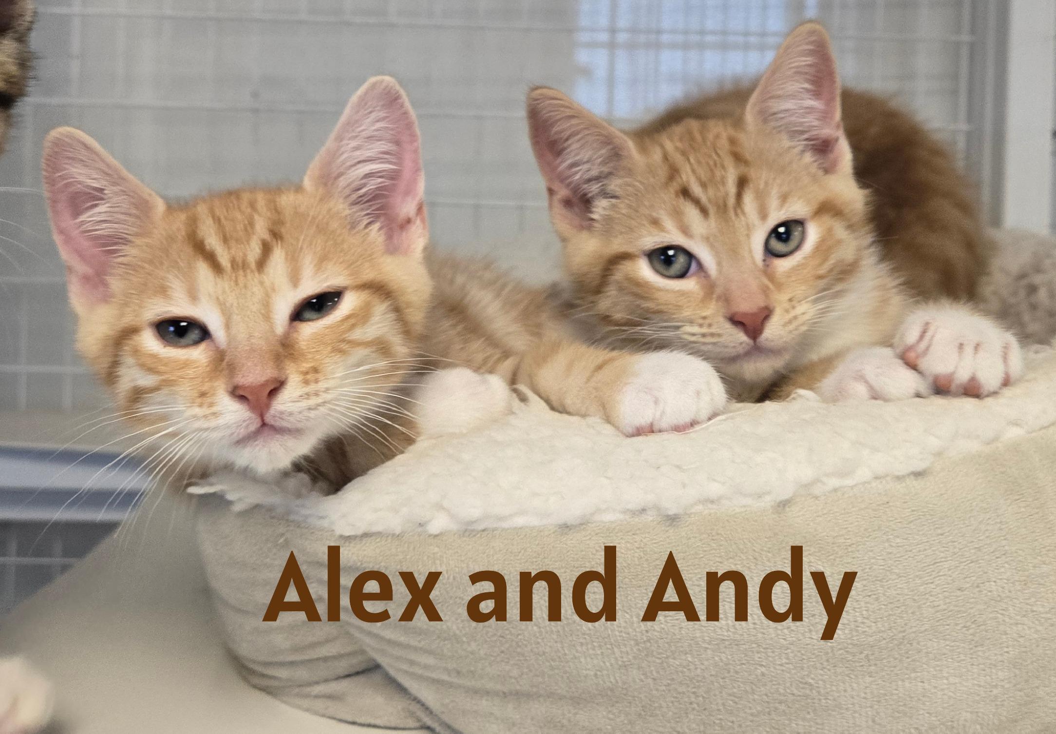 Kittens, an adopted Domestic Short Hair in Milford, CT image 2/5