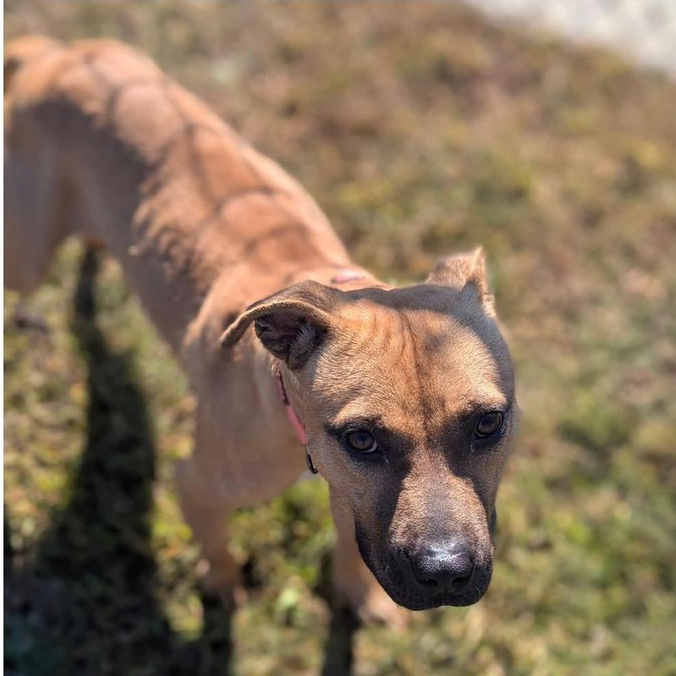 Enlarge SUGAR  ADOPTED!, a Adoptable Mixed Breed in Nashville, NC image 1/3