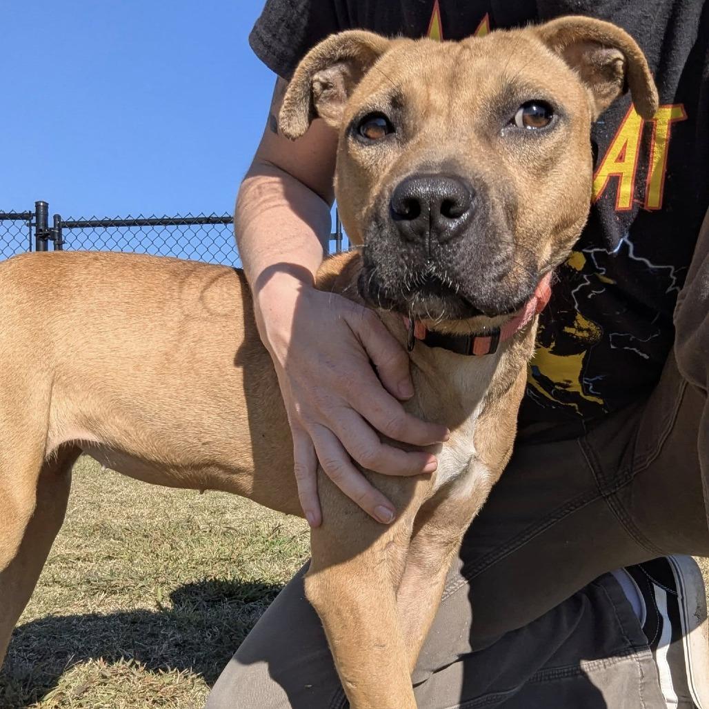 Enlarge SUGAR  ADOPTED!, a Adoptable Mixed Breed in Nashville, NC image 2/3