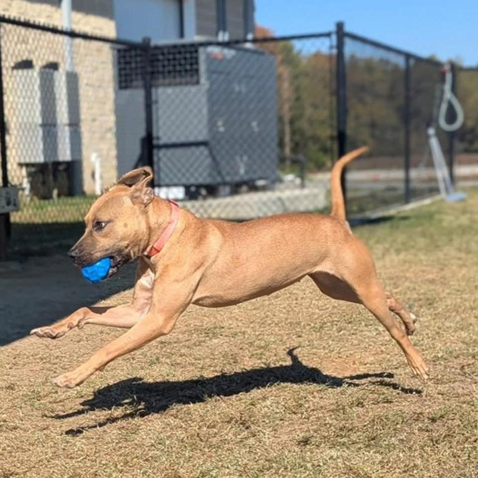Enlarge SUGAR  ADOPTED!, a Adoptable Mixed Breed in Nashville, NC image 3/3