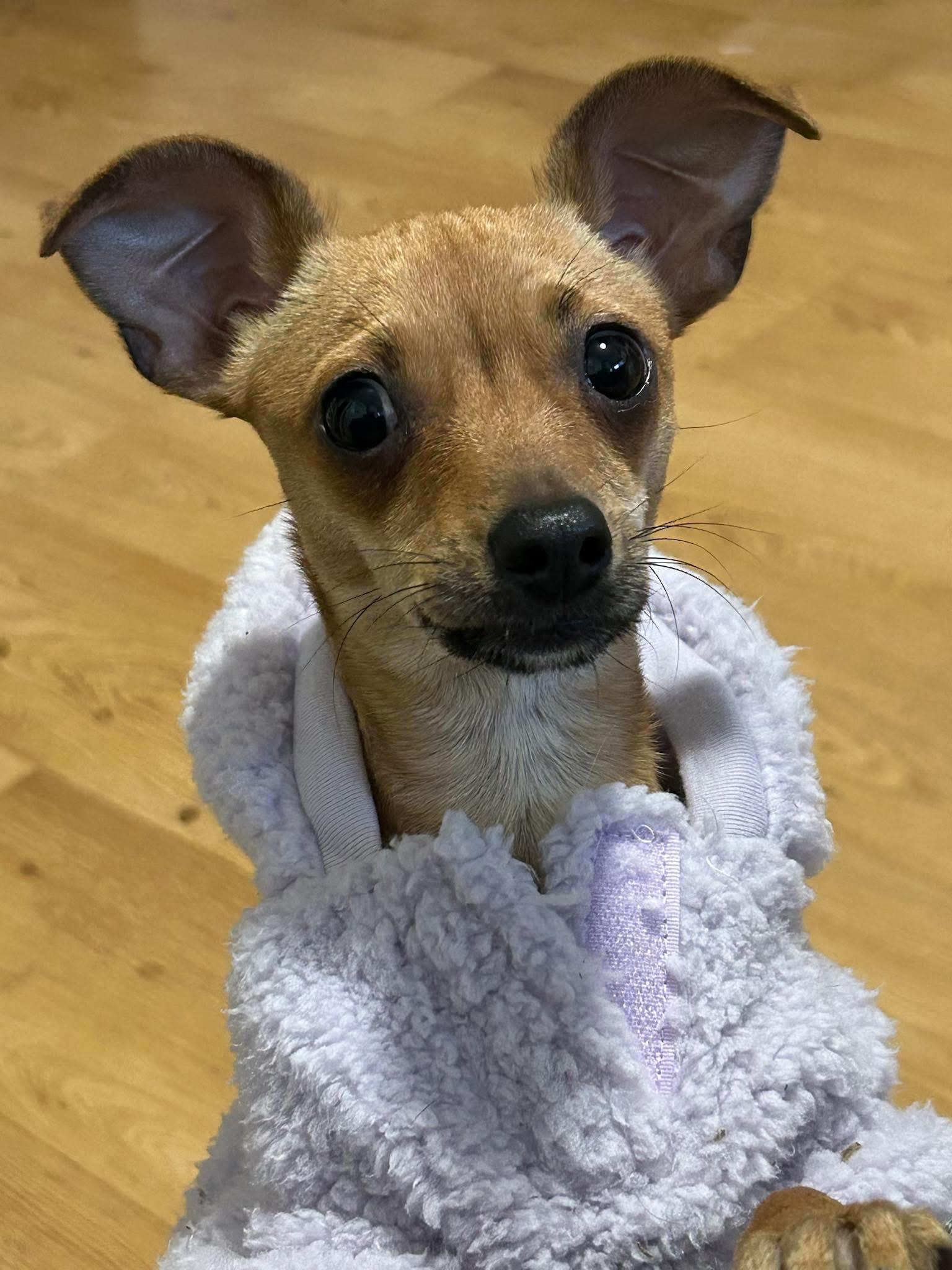 Trixie, Adoptable, Young Female Chihuahua & Catahoula Leopard Dog.