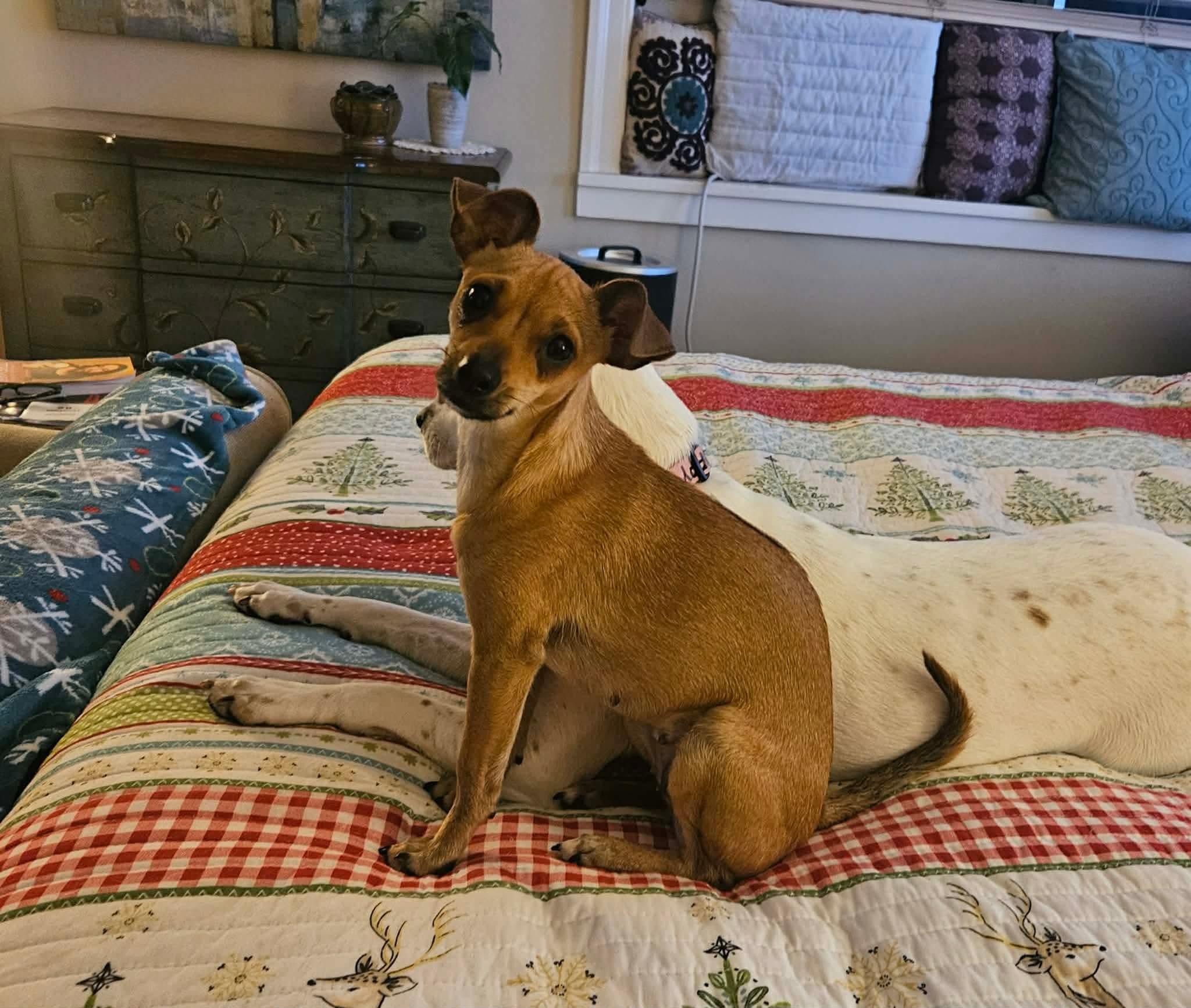 Trixie, Adoptable, Young Female Chihuahua & Catahoula Leopard Dog.