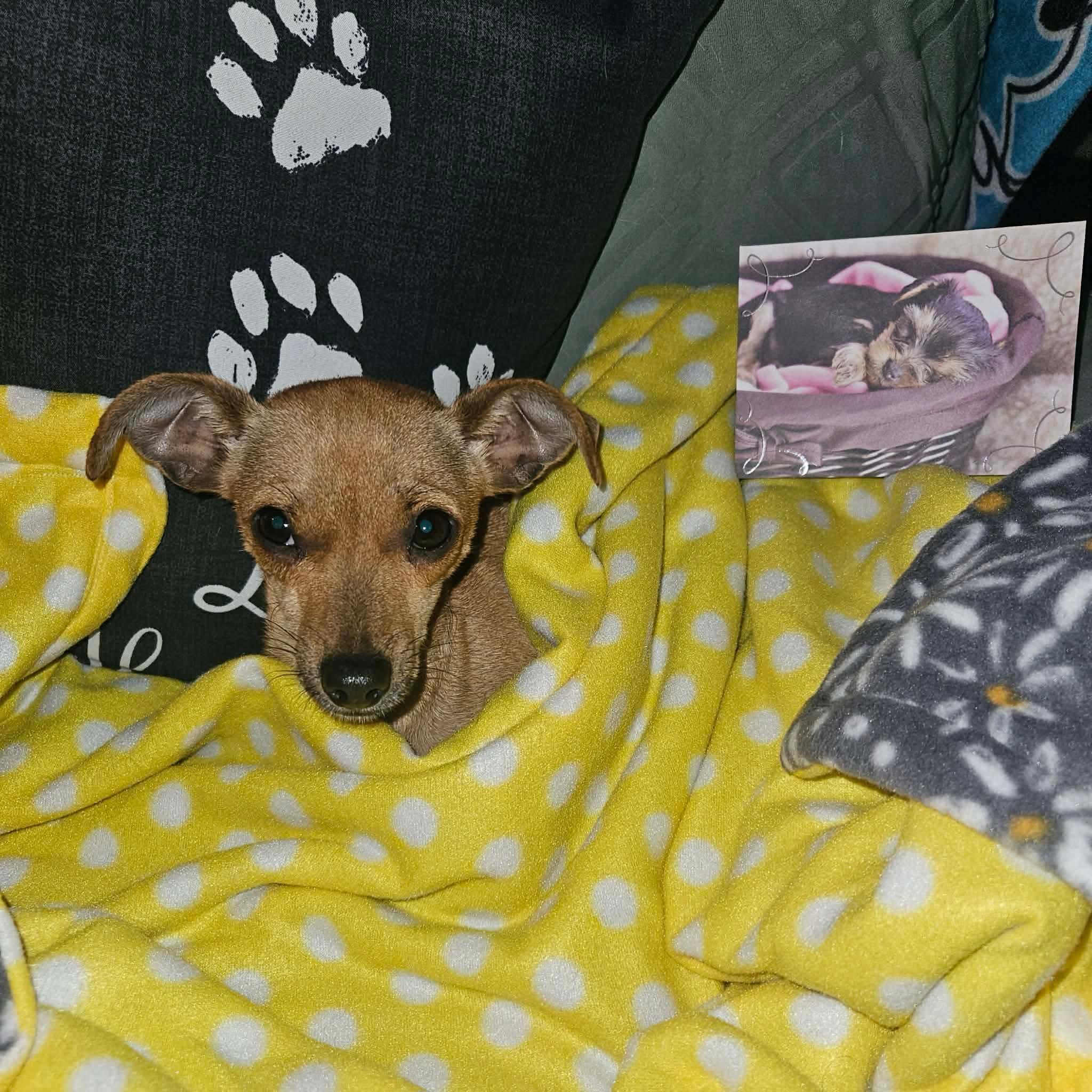 Trixie, Adoptable, Young Female Chihuahua & Catahoula Leopard Dog.