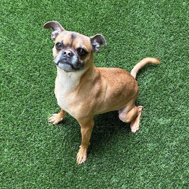 Anthony, Adopted, Adult Male Pug & Boston Terrier.