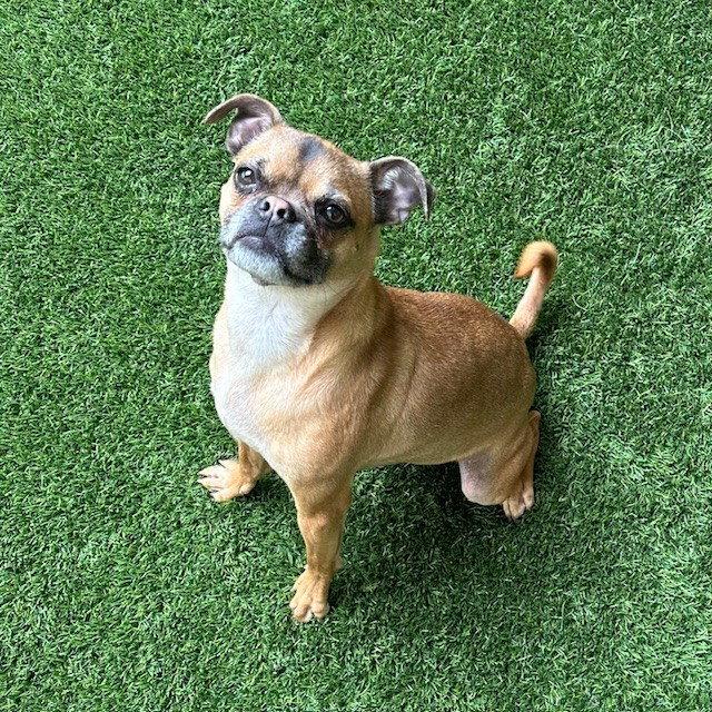 Enlarge Anthony, a Adopted mixed breed in Burlingame, CA image 2/2