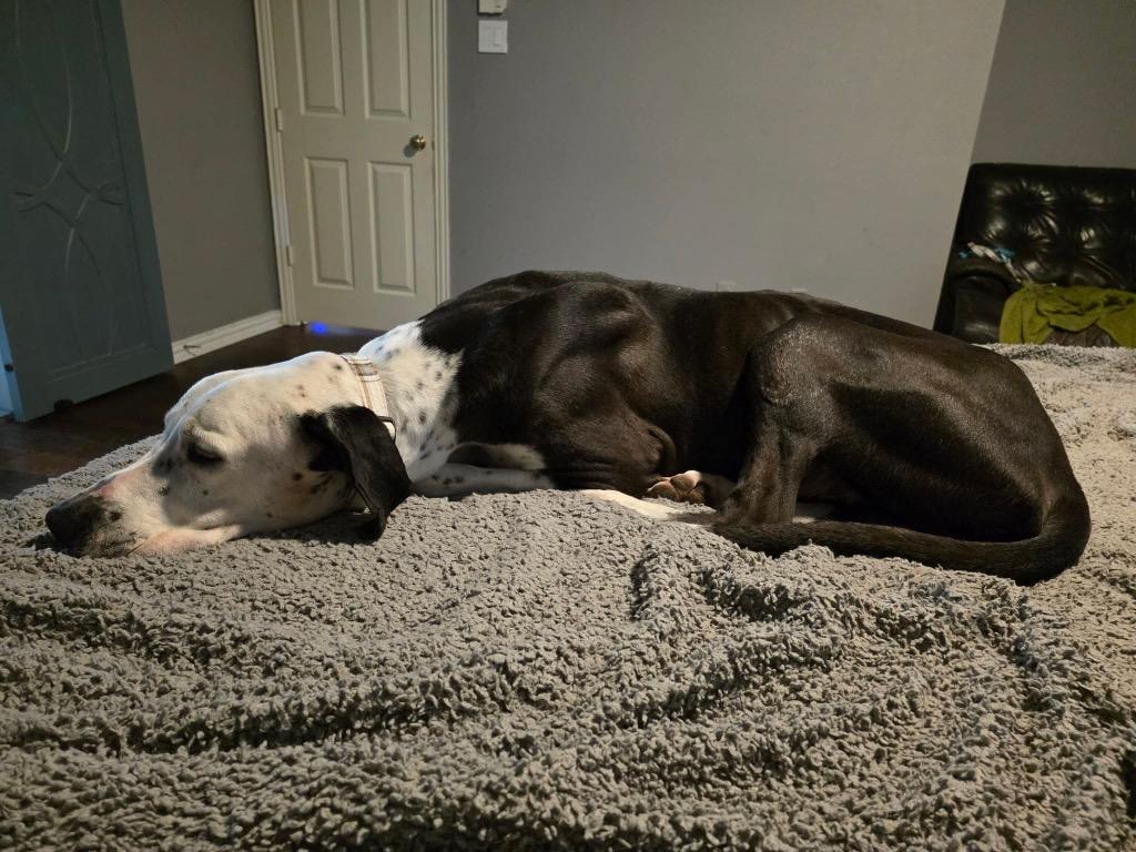 Enlarge Bruno, a Adopted Great Dane in McKinney , TX image 2/3