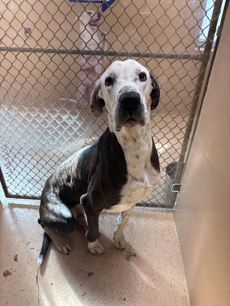 Bruno, Adopted, Adult Male Great Dane.