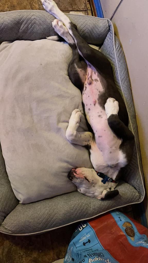 Enlarge Bruno, a Adopted Great Dane in McKinney , TX image 3/3