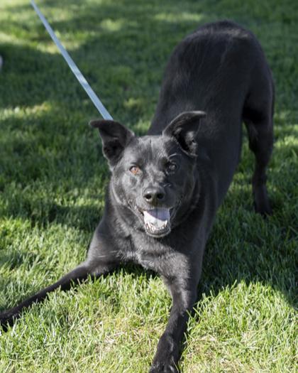 Zeus, Adoptable, Adult Male Labrador Retriever & Mixed Breed.