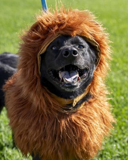 Enlarge Zeus, a Adoptable mixed breed in Pequot Lakes, MN image 2/3
