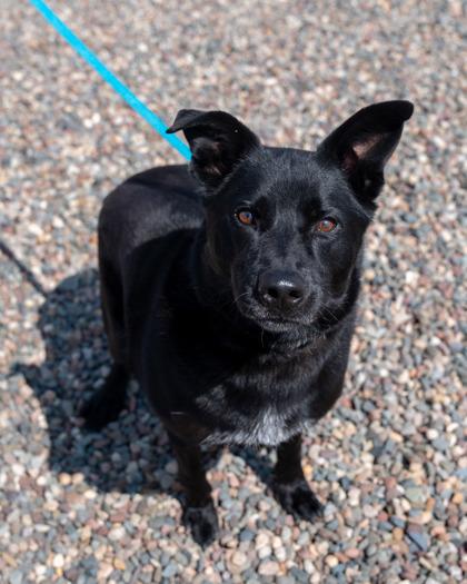 Zeus, Adoptable, Adult Male Labrador Retriever & Mixed Breed.