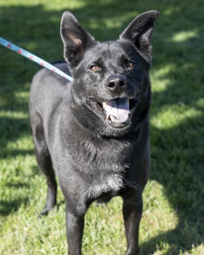 Enlarge Zeus, a Adoptable mixed breed in Pequot Lakes, MN image 3/3