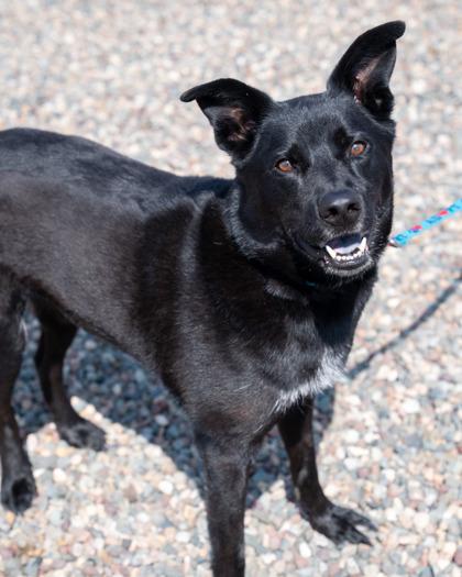 Enlarge Zeus, a Adoptable mixed breed in Pequot Lakes, MN image 2/2
