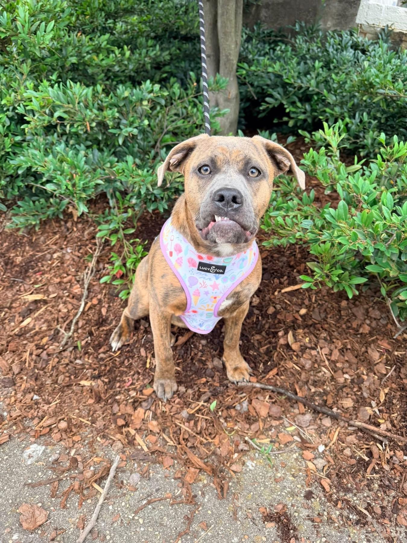 Rue, ADOPTABLE, Young Female English Bulldog & Labrador Retriever.