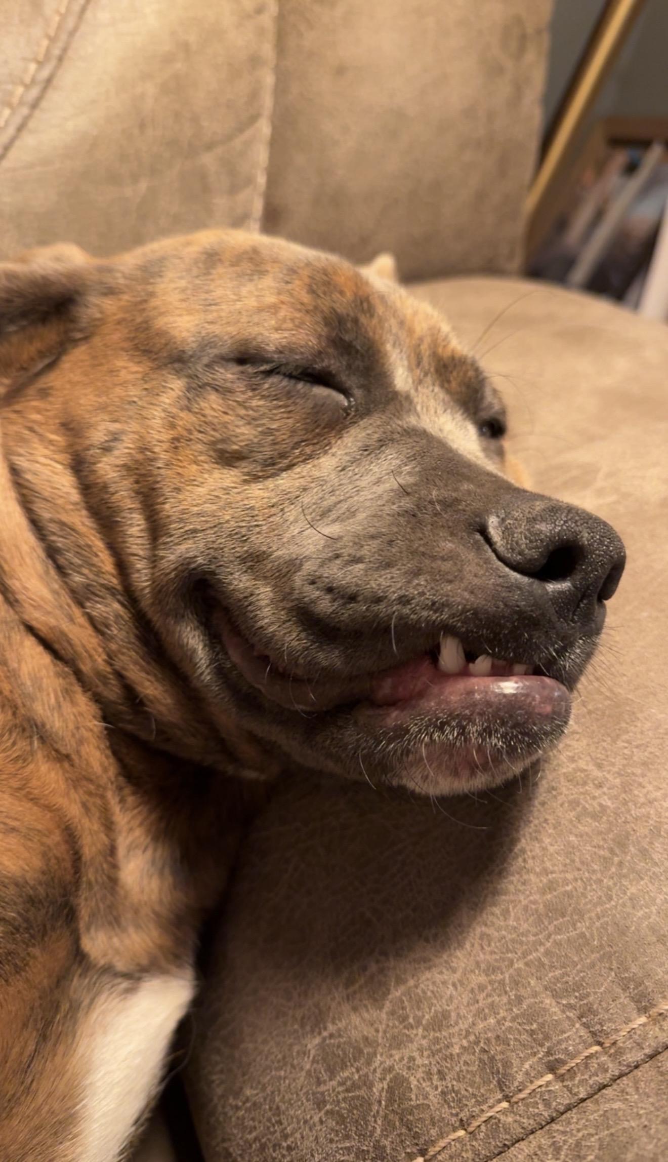 Rue, a ADOPTABLE mixed breed in grant, AL image 2/5