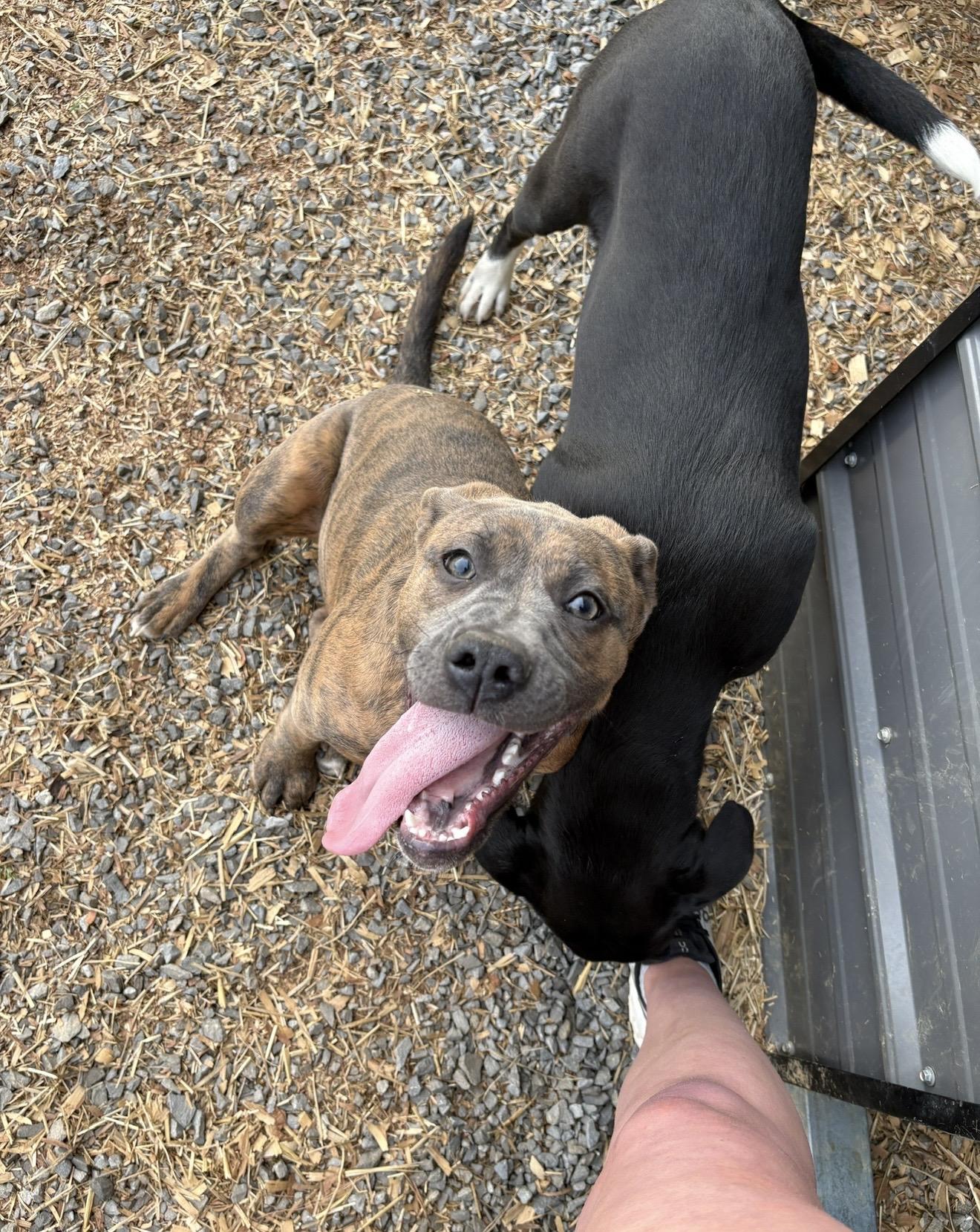 Rue, a ADOPTABLE mixed breed in grant, AL image 3/5