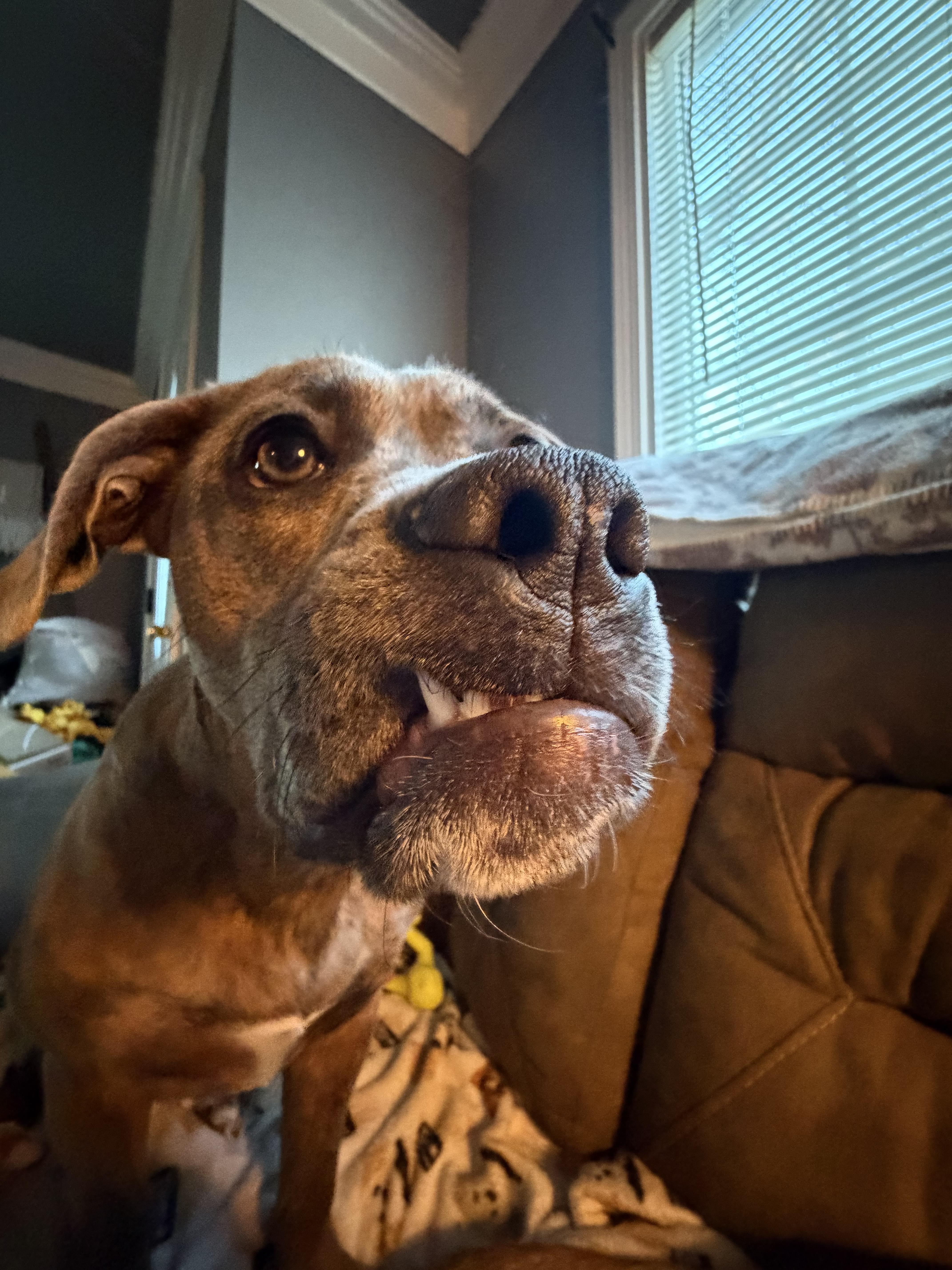 Rue, a ADOPTABLE mixed breed in grant, AL image 5/5