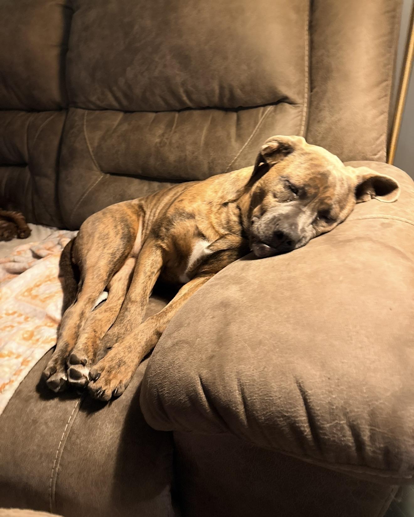 Rue, a ADOPTABLE mixed breed in grant, AL image 4/5