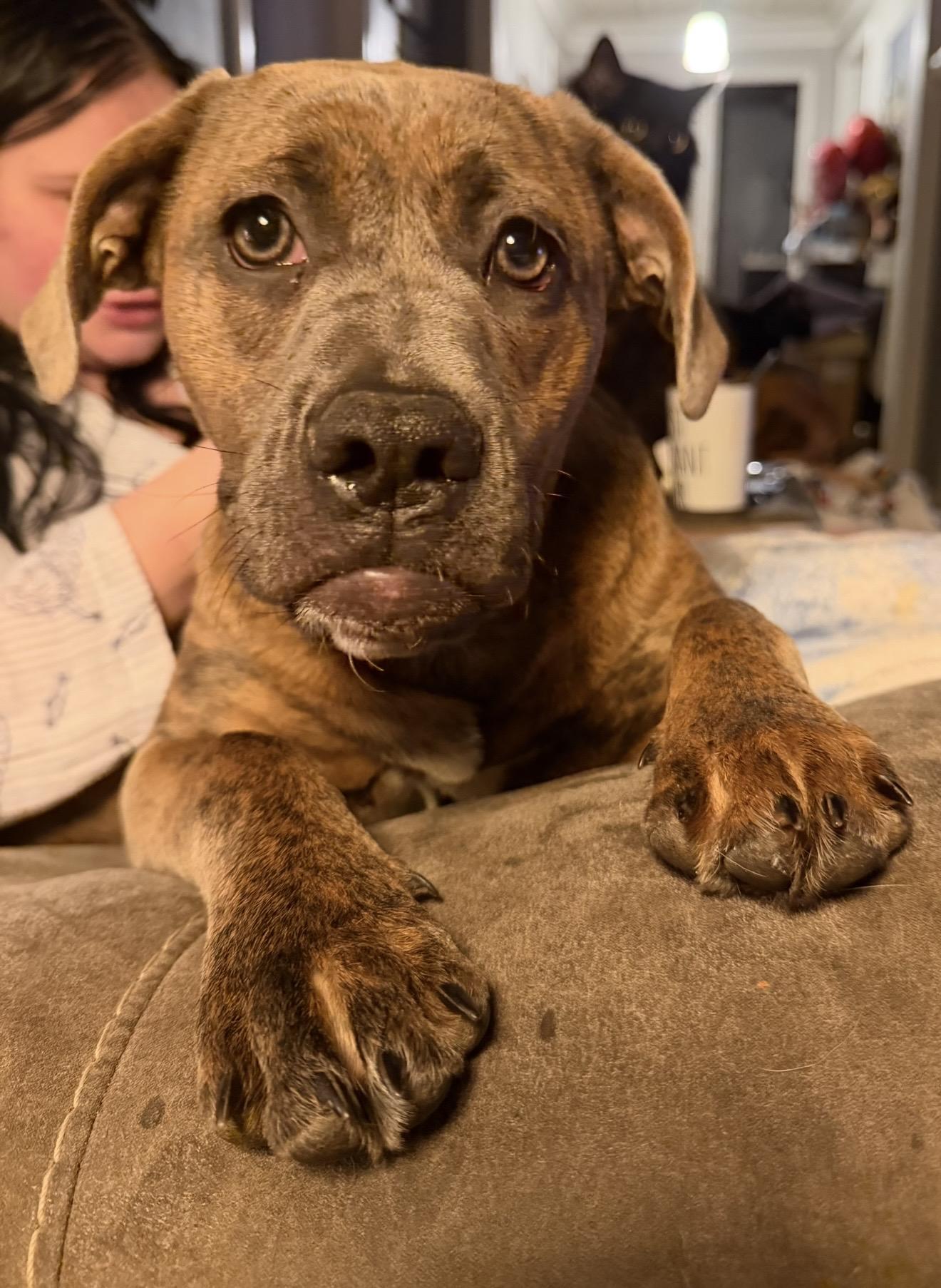 Rue, ADOPTABLE, Young Female English Bulldog & Labrador Retriever.