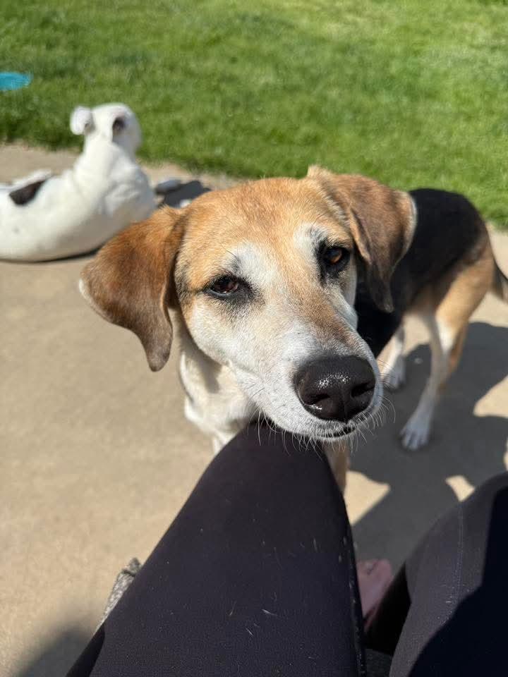 Libby, a Adoptable mixed breed in East Peoria, IL image 2/3