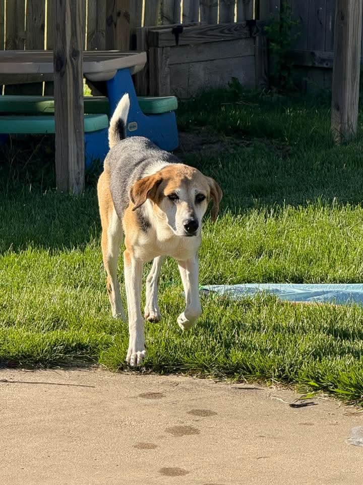 Libby, a Adoptable mixed breed in East Peoria, IL image 3/3