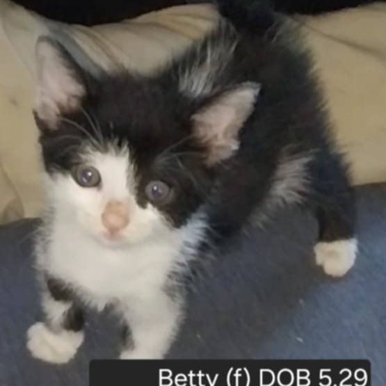 Fred Barney Wilma Betty and Pebbles 2