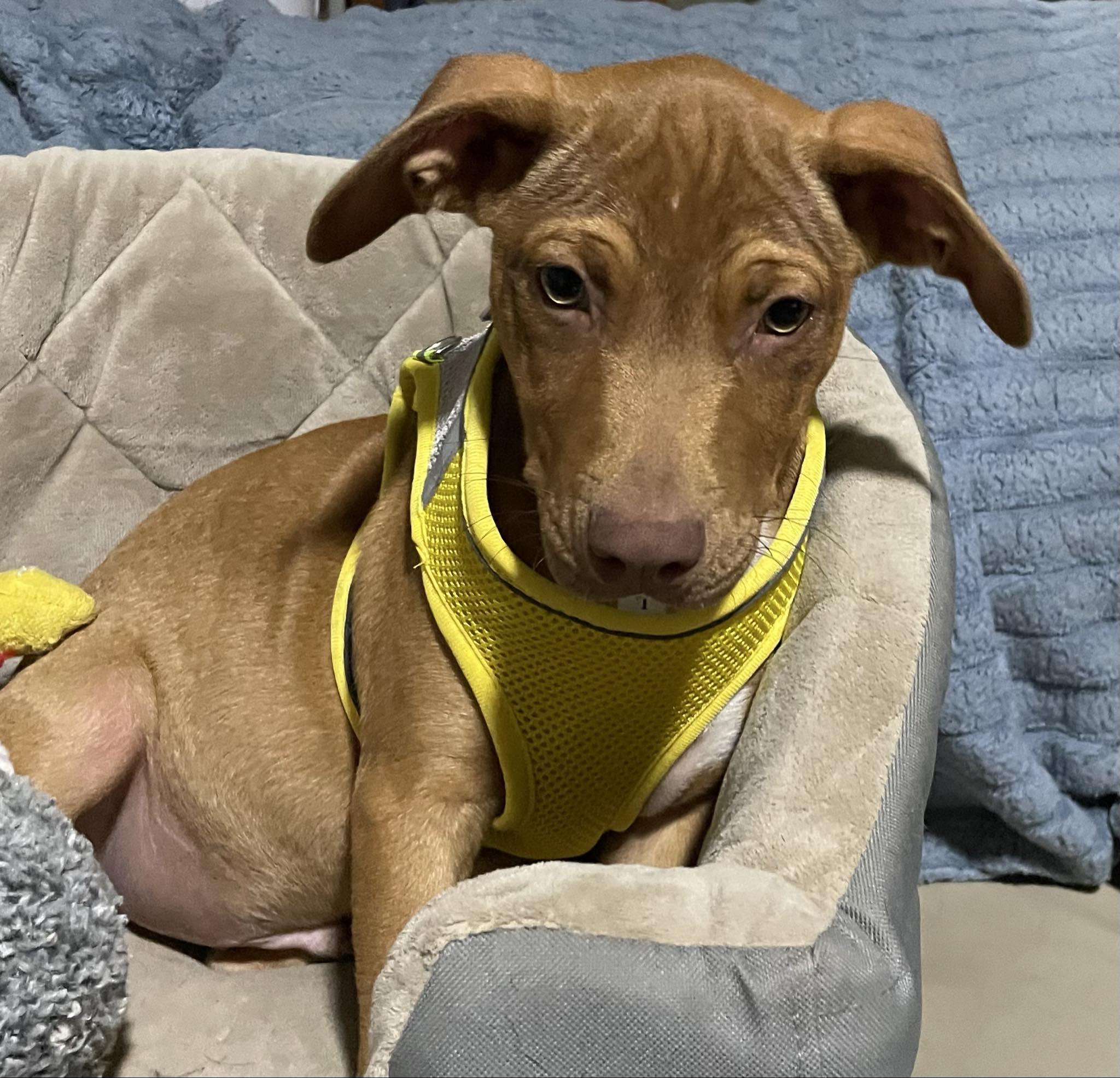 Wyatt, Adoptable, Puppy Male Hound & Terrier.