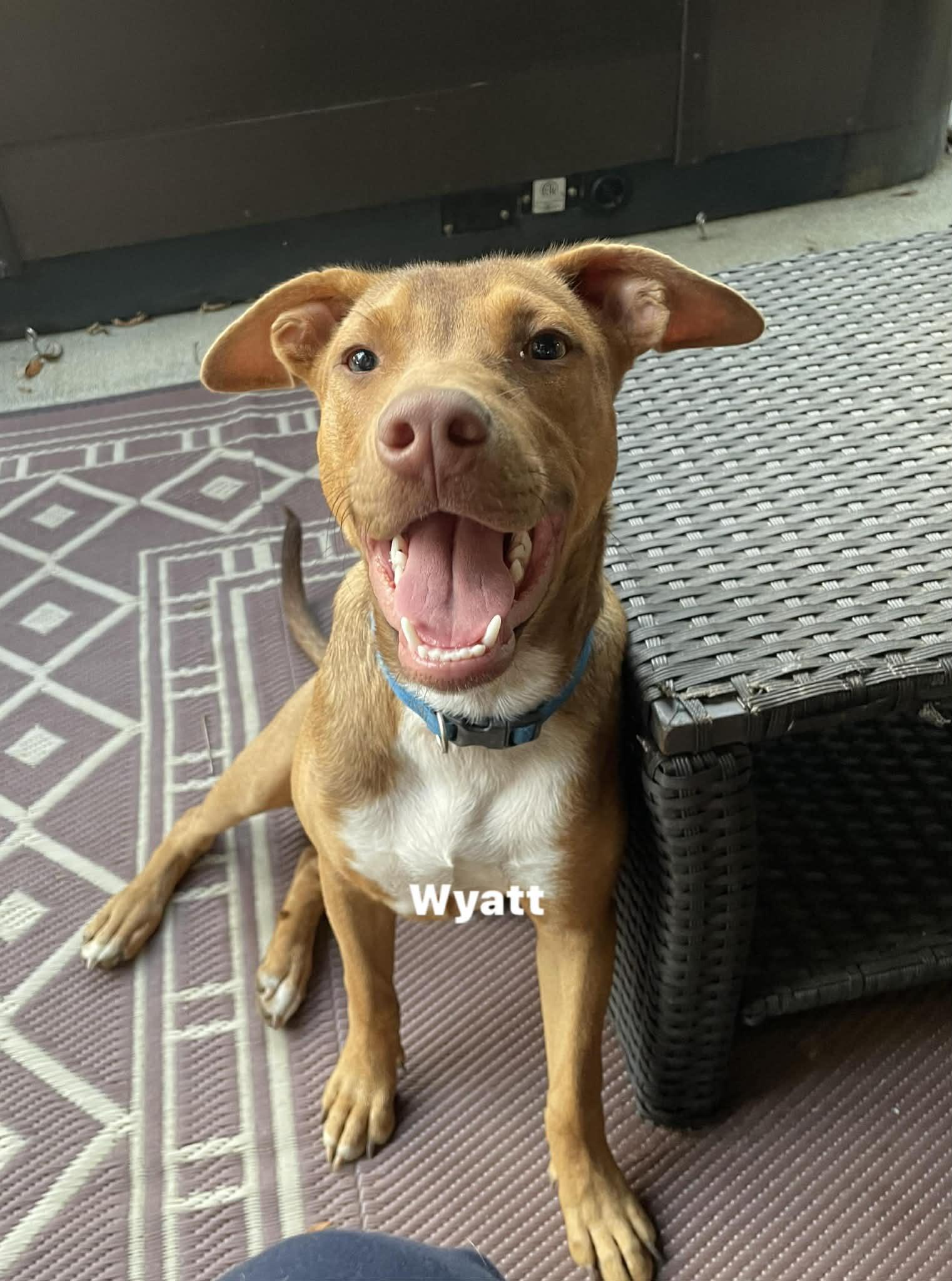 Wyatt, Adoptable, Puppy Male Hound & Terrier.