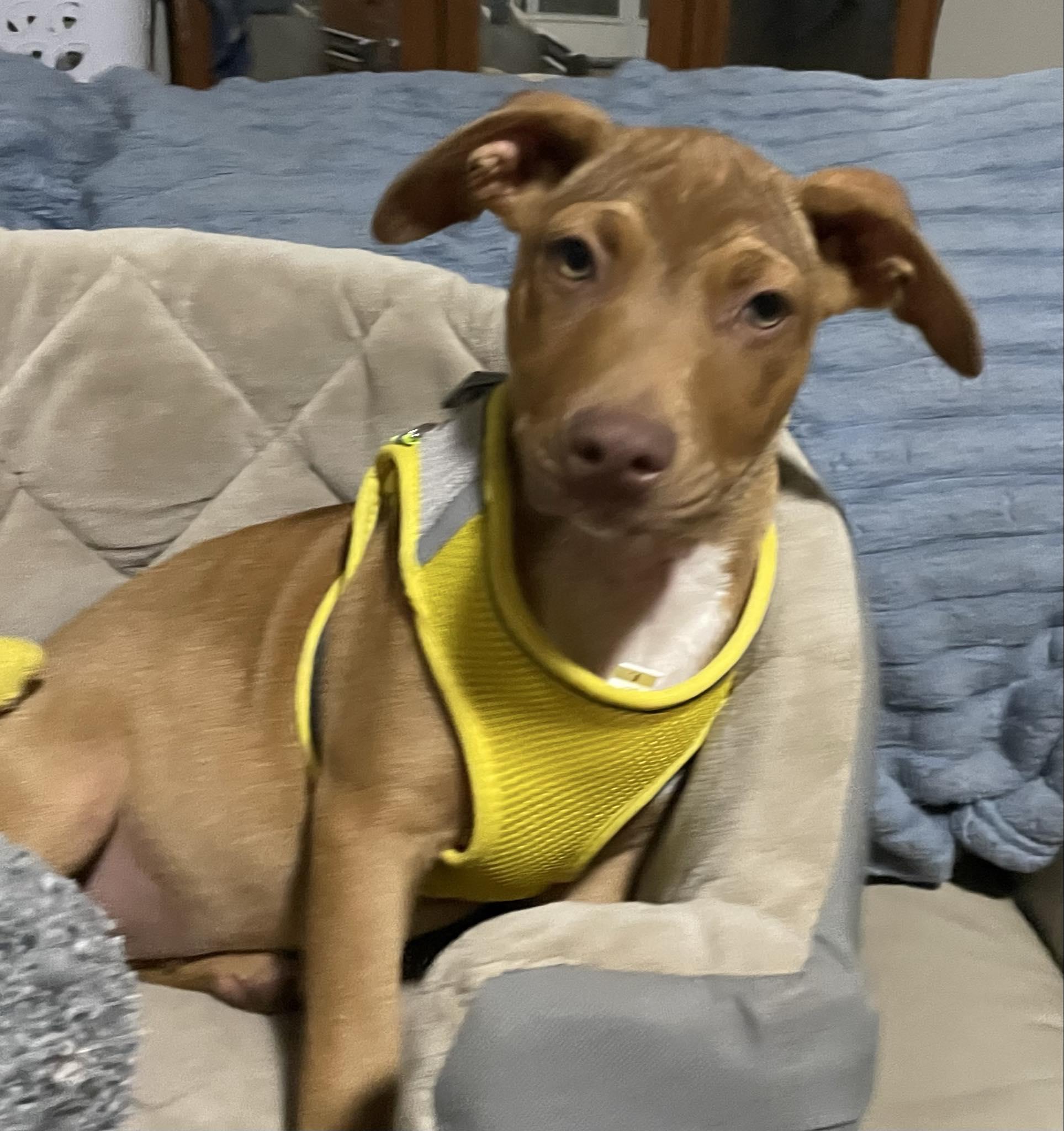 Enlarge Wyatt, a Adoptable mixed breed in Pensacola, FL image 4/6