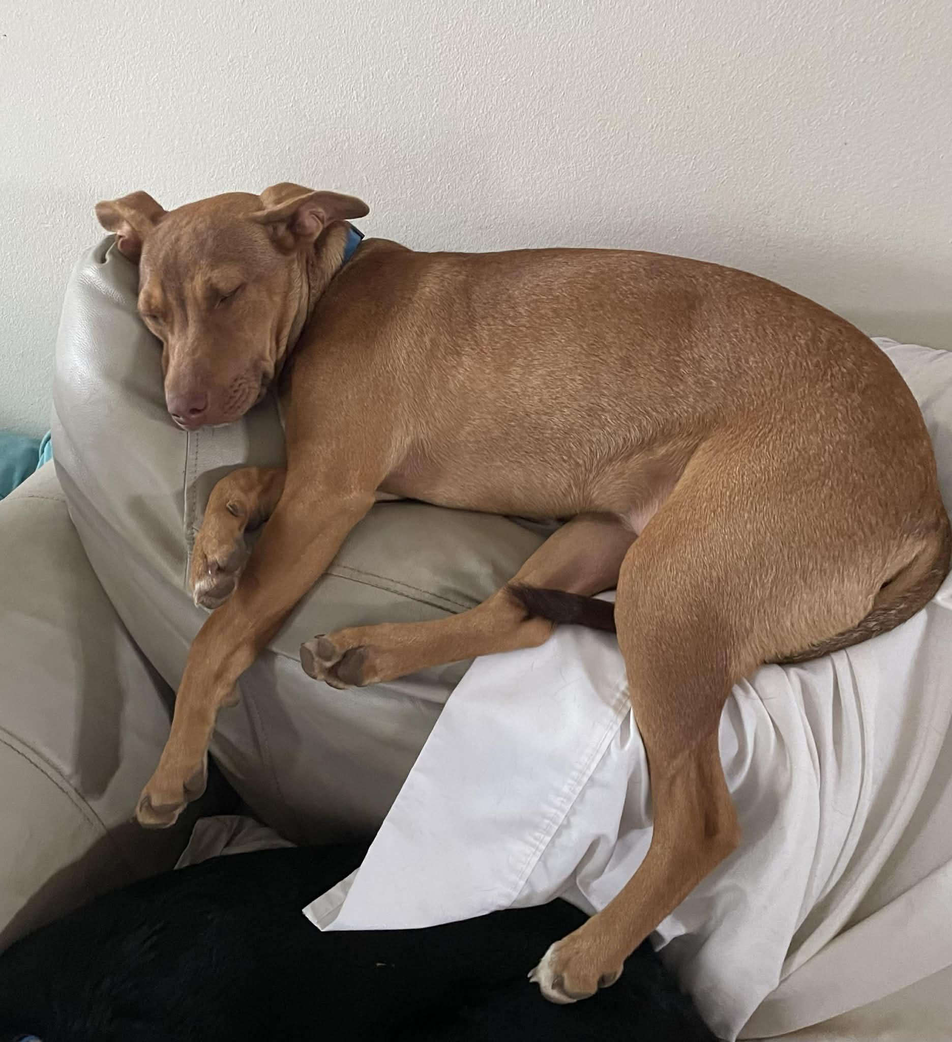 Enlarge Wyatt, a Adoptable mixed breed in Pensacola, FL image 2/6