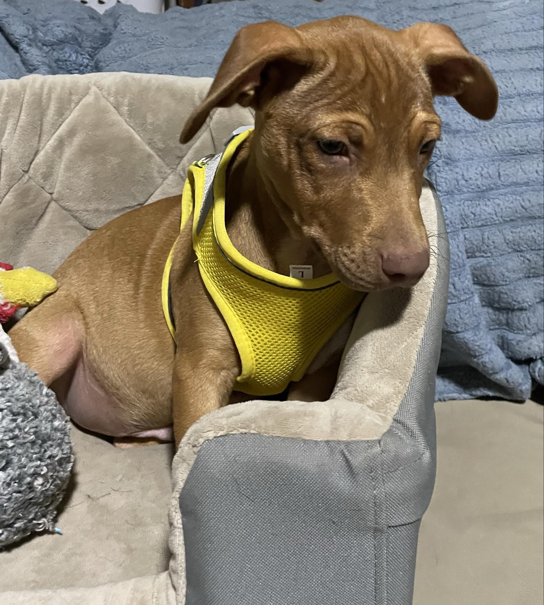 Enlarge Wyatt, a Adoptable mixed breed in Pensacola, FL image 5/6