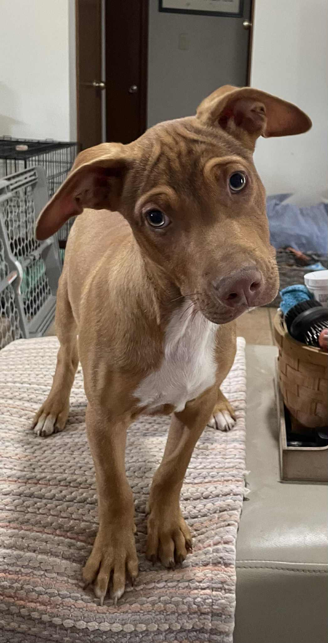 Enlarge Wyatt, a Adoptable mixed breed in Pensacola, FL image 6/6