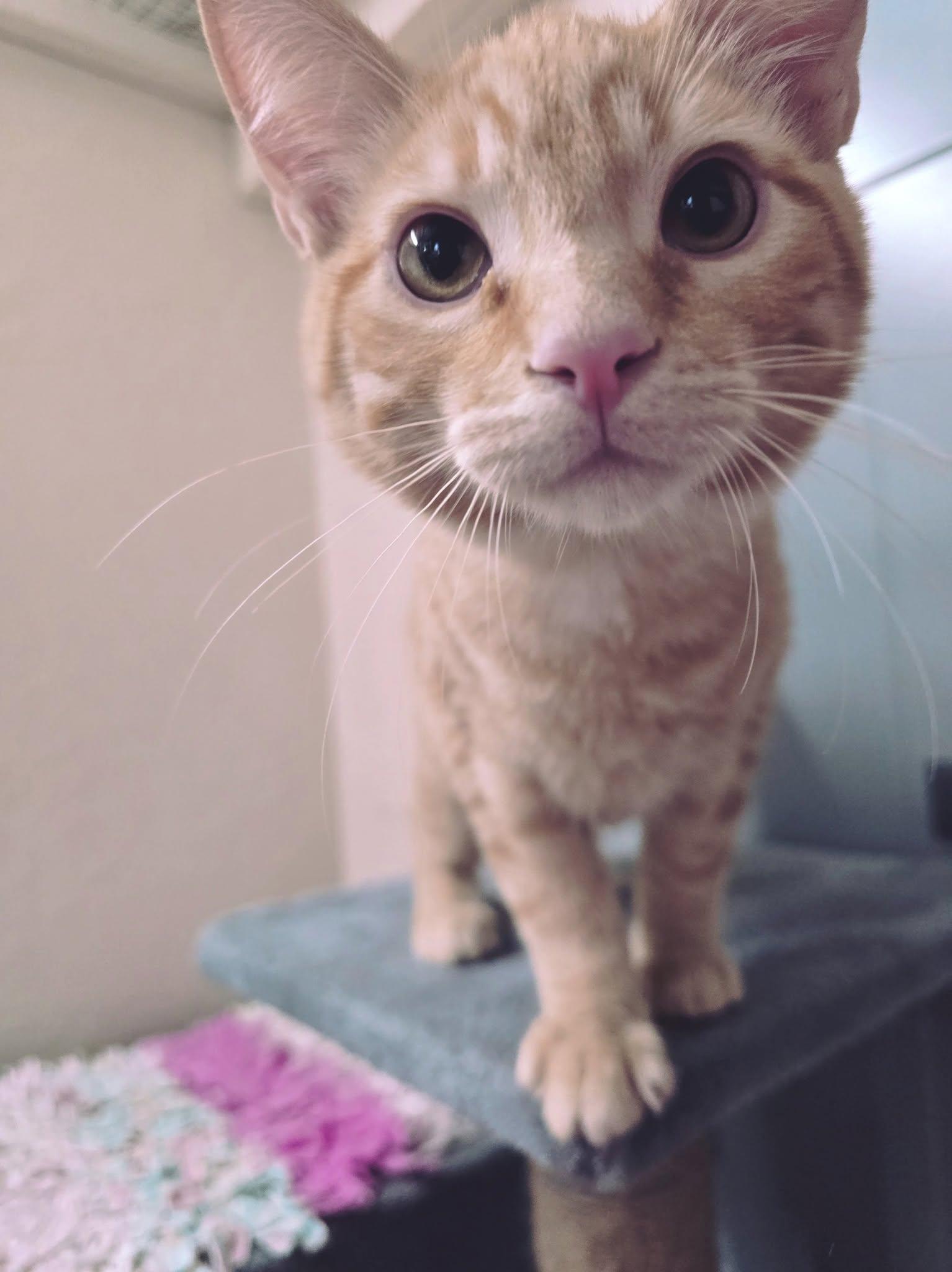 Enlarge Aston, a Adoptable Domestic Short Hair in Prineville, OR image 2/2