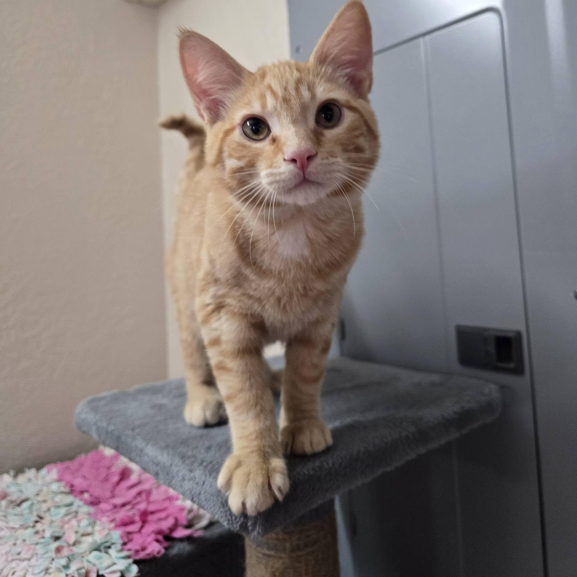 Aston, Adoptable, Young Male Domestic Short Hair.